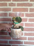 Philodendron melanochrysum met pot en mospaal, Huis en Inrichting, Kamerplanten, Ophalen, Overige soorten, Minder dan 100 cm