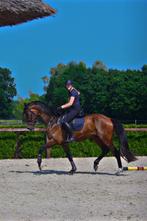4-jarige ruin van Las Vegas, Dieren en Toebehoren, Paarden, Ruin, Zadelmak, 170 tot 175 cm, 3 tot 6 jaar