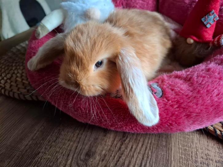 Prachtig Frans Hangoor konijntje zoekt fijne plek, Dieren en Toebehoren, Konijnen, Groot, Mannelijk, 0 tot 2 jaar, Hangoor