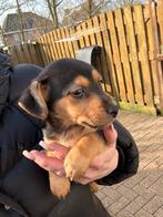 Nog 1 jack russel pup ( reu) mag het nest verlaten!!, Dieren en Toebehoren, Honden | Jack Russells en Terriërs, Jack Russell Terriër