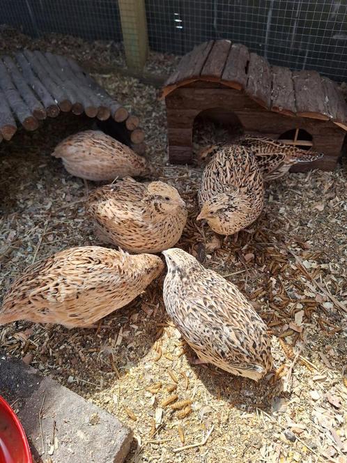 Aangeboden: Jonge kwartels!! Hanen en hennen!!, Dieren en Toebehoren, Pluimvee, Overige soorten, Meerdere dieren