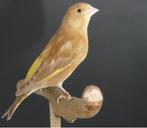 Gezocht groenlingen, Meerdere dieren, Wildzangvogel, Geringd