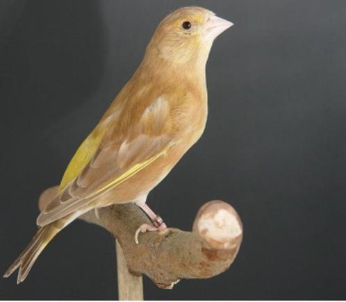 Gezocht groenlingen, Dieren en Toebehoren, Vogels | Overige Vogels, Wildzangvogel, Meerdere dieren, Geringd