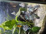 Polar Blue Parrot Cichlid, Dieren en Toebehoren, Vissen | Aquariumvissen, Vis