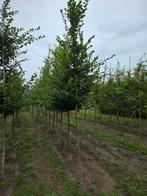 Carpinus betulus / Haagbeuk, Tuin en Terras, Planten | Bomen, Ophalen of Verzenden, Volle zon, Overige soorten