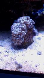 White / Pearl Bubble Coral – ca. 7 cm – op steen – uniek en, Dieren en Toebehoren, Overige typen, Zoutwatervis