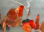 Discusvissen van dutch discus 5-14cm, Vis, Zoetwatervis, Schoolvis
