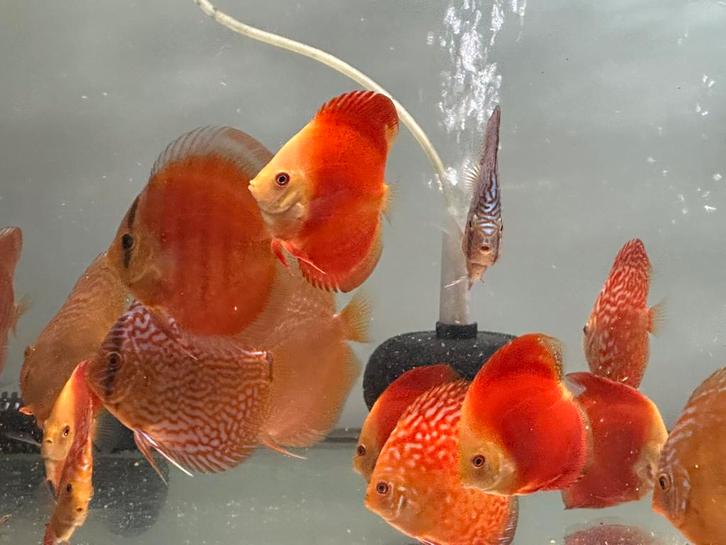 Discusvissen van dutch discus 5-14cm, Dieren en Toebehoren, Vissen | Aquariumvissen, Zoetwatervis, Vis, Schoolvis