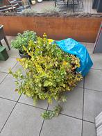 Beuken - gratis afhalen vandaag - 5 meter, Ophalen of Verzenden, Beukenhaag, 100 tot 250 cm