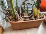 Cactussen, Ophalen, Cactus, In pot, Minder dan 100 cm