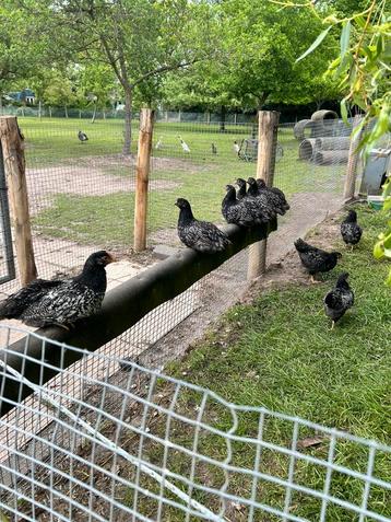 Dubbel zilvergezoomde barnevelders beschikbaar voor biedingen