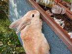 Konijn, Dieren en Toebehoren, Konijnen, Geslacht onbekend