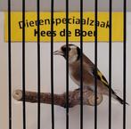 Bloemputter pop, Dieren en Toebehoren, Vrouwelijk, Wildzangvogel, Geringd