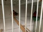 Kanaries, Dieren en Toebehoren, Meerdere dieren, Postuurkanarie