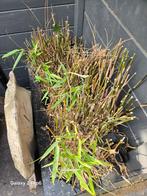 Bamboe, Tuin en Terras, Planten | Tuinplanten, Vaste plant, Bloeit niet, Halfschaduw, Ophalen