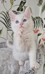 Ragdoll X mainecoon kittens, 2 poesjes. Geënt, gechipt., Dieren en Toebehoren, Katten en Kittens | Raskatten | Langhaar, Poes