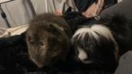 2 Cavias Beertjes, Cavia, Meerdere dieren, Tam, Oktober