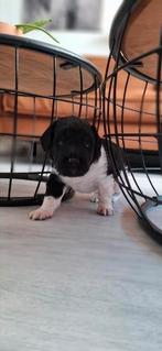 Lief reutje, Dieren en Toebehoren, Honden | Retrievers, Spaniëls en Waterhonden, 8 tot 15 weken, Eén hond, Nederland, Particulier