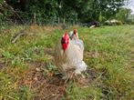 Twee prachtige hanen, Dieren en Toebehoren, Pluimvee, Mannelijk, Kip