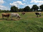 Texas longhorn kalveren te koop met stamboek, Meerdere dieren, 0 tot 2 jaar