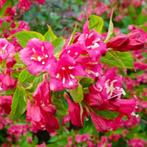 Heester Weigela 'Bristol Ruby' - roze – bijenplant, Overige soorten, Vaste plant, Ophalen of Verzenden, Halfschaduw