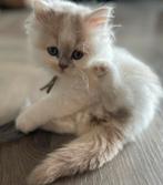 2 prachtige volbloed Britse langhaar poesjes beschikbaar, Dieren en Toebehoren, Katten en Kittens | Raskatten | Korthaar, Meerdere dieren