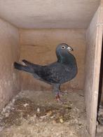 Kleur postduif doffer, Mannelijk, Postduif