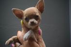 Chihuahua pups korthaar direct beschikbaar, Rabiës (hondsdolheid), 15 weken tot 1 jaar, Buitenland, Meerdere