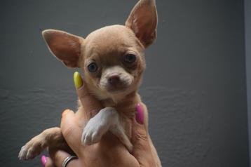Chihuahua pups korthaar direct beschikbaar beschikbaar voor biedingen