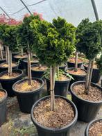 Bolvormige conifeer in pot, Tuin en Terras, Overige soorten, Vaste plant, Ophalen of Verzenden, Bloeit niet