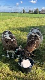Zwartbonte ram (vleesram), Dieren en Toebehoren, Schapen, Geiten en Varkens, Mannelijk, Schaap