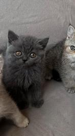 Britse Korthaar kittens, Dieren en Toebehoren, Katten en Kittens | Raskatten | Korthaar, Meerdere dieren, Gechipt, 0 tot 2 jaar