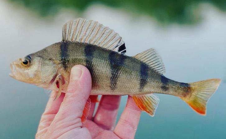 Deel 3) 3 setjes van elk 4 stuks Ultra Light minispinnertjes, Watersport en Boten, Hengelsport | Roofvissen, Nieuw, Complete set