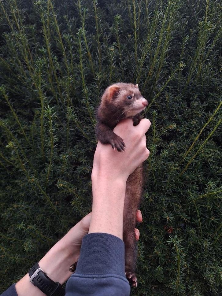 Jonge fretjes beschikbaar, Dieren en Toebehoren, Knaagdieren, Meerdere dieren, Fret, Juli, Tam