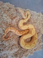 Meedere boa's te koop !, Slang