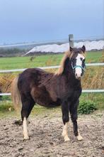 Welsh a hengst veulen, Hengst