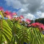 Albizia of Slaapboom, Ophalen of Verzenden, Zomer, In pot, 100 tot 250 cm
