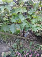 Fruit boom, Ophalen, Minder dan 100 cm, Lente, Overige soorten