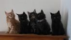 Maine coon kittens met vleugje ragdoll, Meerdere dieren, Gechipt, 0 tot 2 jaar