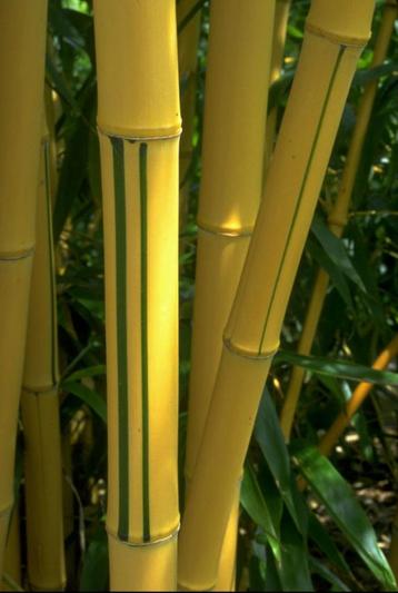grote bamboe aureocaulis Vivax 