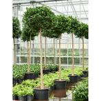 Ficus Microcarpa 'moclame' g51241, Tuin en Terras, Planten | Bomen, Ophalen of Verzenden