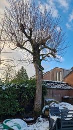 Gratis kastanjeboom omzagen voor stookhout, Tuin en Terras, Planten | Bomen, Ophalen, Volle zon, Overige soorten, Minder dan 100 cm