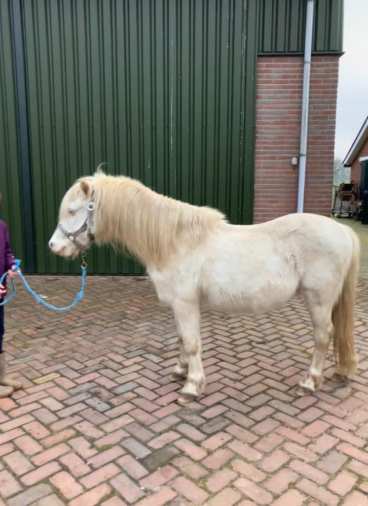 Kinderpony, Dieren en Toebehoren, Pony's, Ruin, Zadelmak, A pony (tot 1.17m), Recreatiepony, 0 tot 2 jaar, Gechipt, Ontwormd