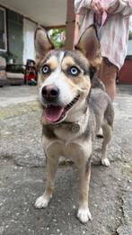 Husky mix teef,   nordse ras, ter adoptie, herplaatser, Particulier, Rabiës (hondsdolheid), Overige rassen, 1 tot 2 jaar