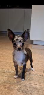 Kruising chihuahua aangeboden (reu), Dieren en Toebehoren, Honden | Chihuahua's en Gezelschapshonden, Parvo, 15 weken tot 1 jaar