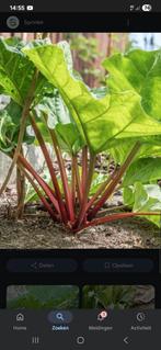 Rabarber  gevraagt, Tuin en Terras, Planten | Tuinplanten, Ophalen, Zomer, Overige soorten, Volle zon