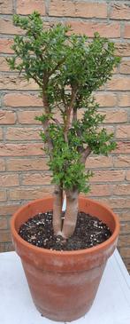 Bonsai Crassula sarcocaulis ssp rupicola, Vetplant, Ophalen of Verzenden, Minder dan 100 cm, Bloeiende kamerplant