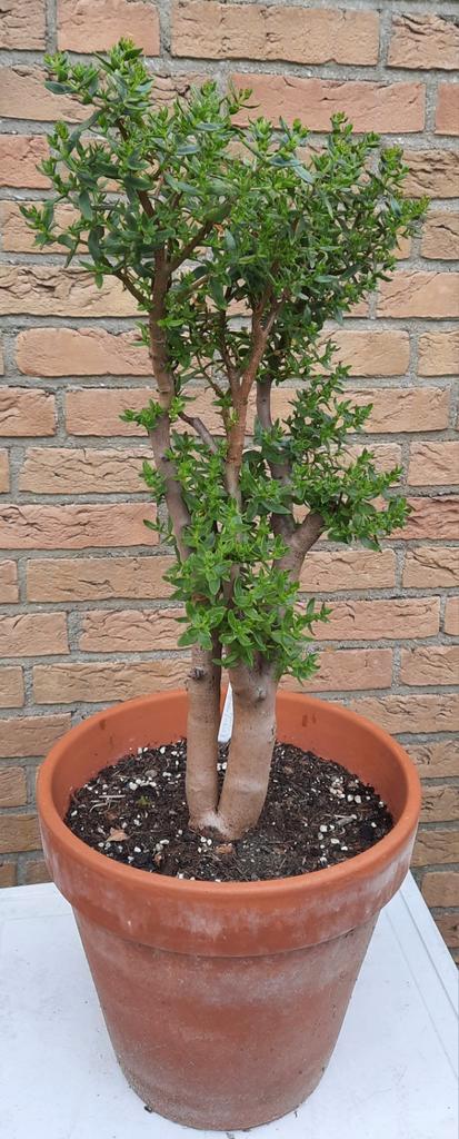 Bonsai Crassula sarcocaulis ssp rupicola, Huis en Inrichting, Kamerplanten, Vetplant, Minder dan 100 cm, Bloeiende kamerplant