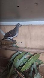 Tamboerijnduif tamboerijnduiven tamboerijn, Meerdere dieren, Overige soorten