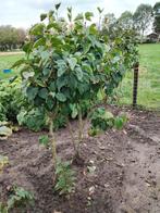 Sering., Tuin en Terras, Ophalen, Overige soorten, Volle zon